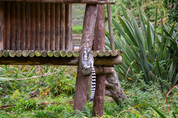 Ring-tailed Lemur (Lemur catta) Outdoors