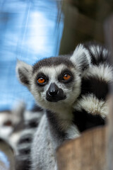 Ring-tailed Lemur (Lemur catta) Outdoors