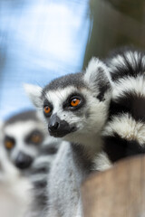 Ring-tailed Lemur (Lemur catta) Outdoors