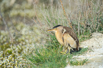 Little Bittern, Ixobrychus minutus, hunting by the stream.