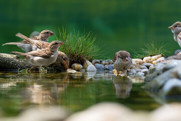  Five young house sparrows by the water of a bird watering hole. Reflection on the water. Czechia.