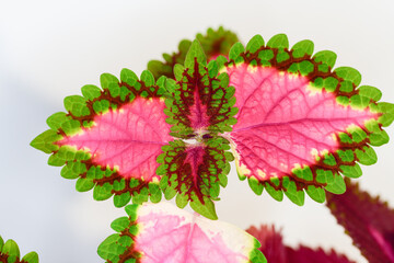Coleus, perennial herbs or shrubs, sometimes succulent, Green and pink leaves of Coleus....