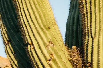 cactus in the desert