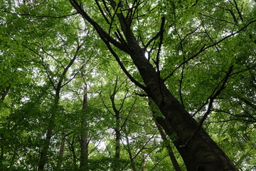 Buchenwald im Frühling