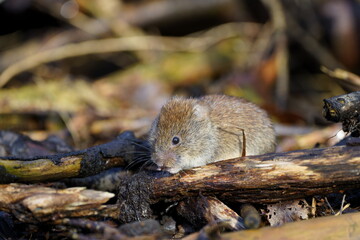 vole coming out of hiding place - obrazy, fototapety, plakaty