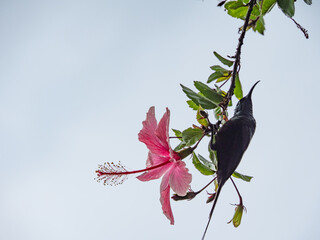 Sunbird on a hibiscus flower, Rwanda