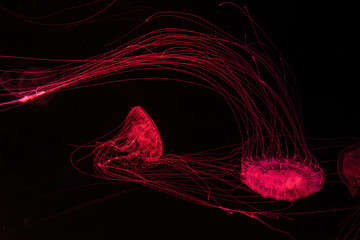 Fuorescent jellyfish swim underwater in aquarium pool with red neon light. The Atlantic sea nettle...