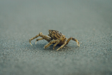 crab close up