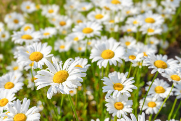Wild daisy flowers growing on meadow, lawn, white chamomiles on green grass background. Oxeye daisy, Leucanthemum vulgare, Daisies, Common daisy, Dog daisy, Gardening concept.