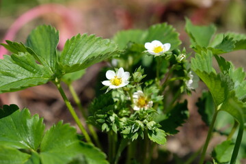 Erdbeerblüte - Erdbeeren blühen im Frühjahr