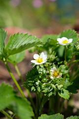 Erdbeerblüte - Erdbeeren blühen im Frühjahr