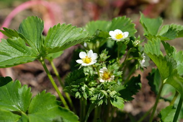 Erdbeerblüte - Erdbeeren blühen im Frühjahr