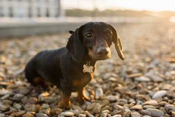 Brown dachshund dog with short fur and floppy ears sitting on pebble surface with beautiful...