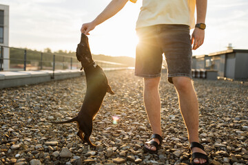Close up of playful dachshund dog standing on two paws and reaching to hand of male owner on stone path outdoors. Caring caucasian man with wristwatch walking with pet on summer evening.