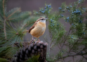 carolina wren with green foliage