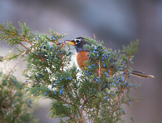 robin eating cedar berry