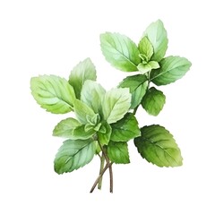 green mint herb with leaves watercolor paint on white for greeting card wedding design - obrazy, fototapety, plakaty