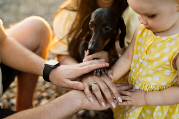 Close up of mother, father and little daughter stacking their hands together with dachshund paw on...