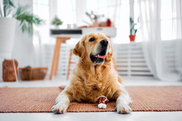 Pet at home. Pedigree golden retriever lying on soft brown carpet with new toy and looking up....