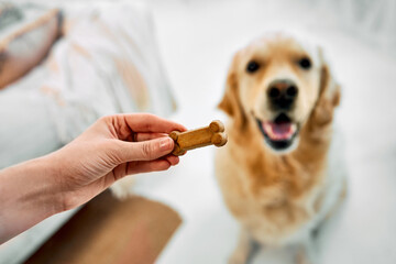 Training of dog. Close up of pet keeper holding treats over blurred background of adorable golden retriever. Excited fluffy dog waiting for favorite snack while executing sit command. - obrazy, fototapety, plakaty