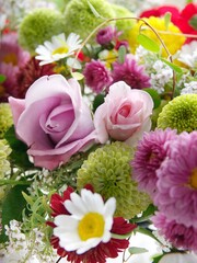 薔薇と菊