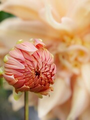 オレンジ色のダリア