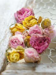 pink rose petals