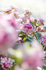 pink cherry blossom