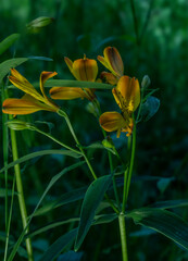 flowers in a field