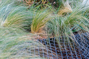 Obraz premium Blue or gray fescue grows among the bark of coniferous trees