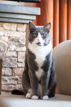 Gray and White cat sitting on a chair facing the camera