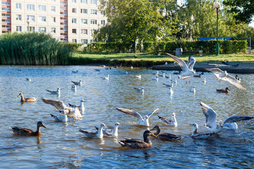 Beautiful white seagulls fly on the embankment in the city on a summer sunny day