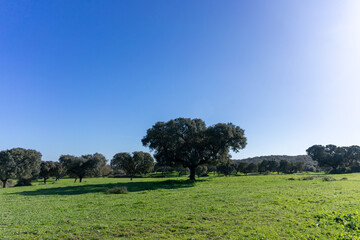 Serene cork oak tree stands against winter's blue skies in the vast Alentejo plains.