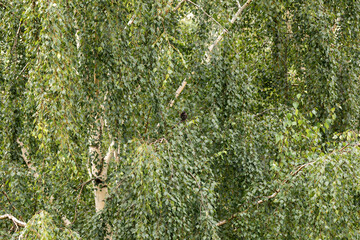 A small black starling against the background of large and green birch foliage, camouflages itself...