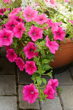 Petunia, also known as Trailing Surfinia, Hot pink flowers in a summer garden, in the brown pot