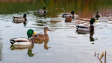 Male and female mallard duck swimming on a pond while looking for food