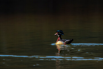 Male wood duck moving along