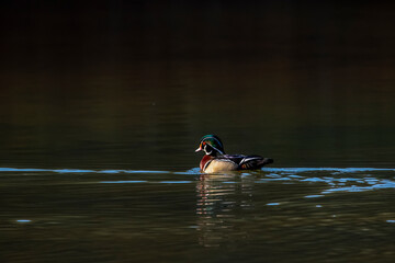 Male wood duck moving along