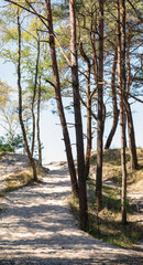 Baltic Sea beach entrance in summer. Baltic Sea. Giruliai, Lithuania.