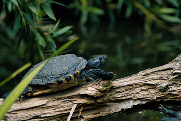 Turtle on a log in the forest.