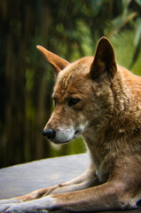 Portrait of a red dog.