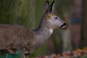Roe Deer portrait.