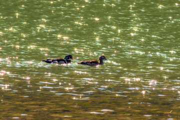 Male and female wood duck with water sunburst