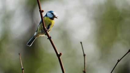 Blue tit sitting on a tree.