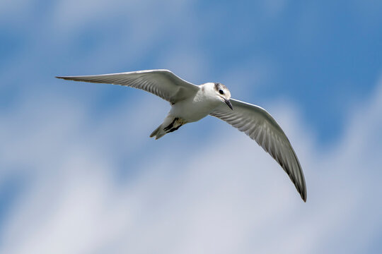 Whiskered tern flying over the sea, close-up of the bird. Digital bird photograph