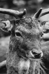 Danish deer in the forest. Close-up pictures of a friendly nature