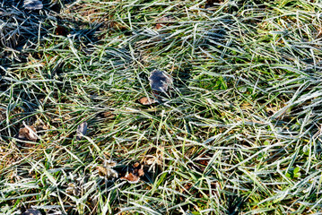 Morning dew froze on a green grass lawn. frozen green grass in winter.