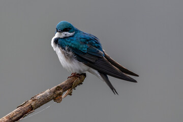Tree swallow perched on limb looking back