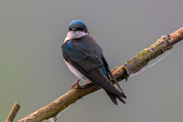 Female Tree  swallow perched