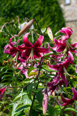 Close up of Japanese lilies (lilium speciosum) in bloom